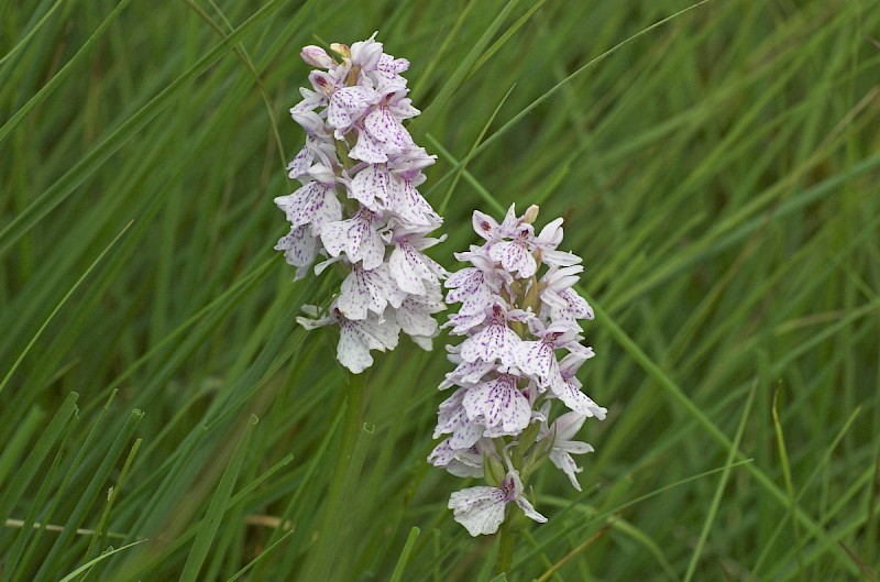 Dactylorhiza maculata - © Charles Hipkin