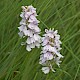 Dactylorhiza maculata