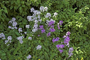 Hesperis matronalis Dame's-violet