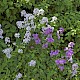 Hesperis matronalis