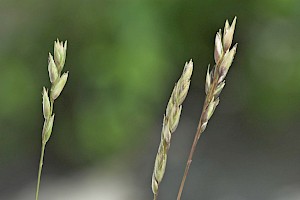 Danthonia decumbens Heath-grass