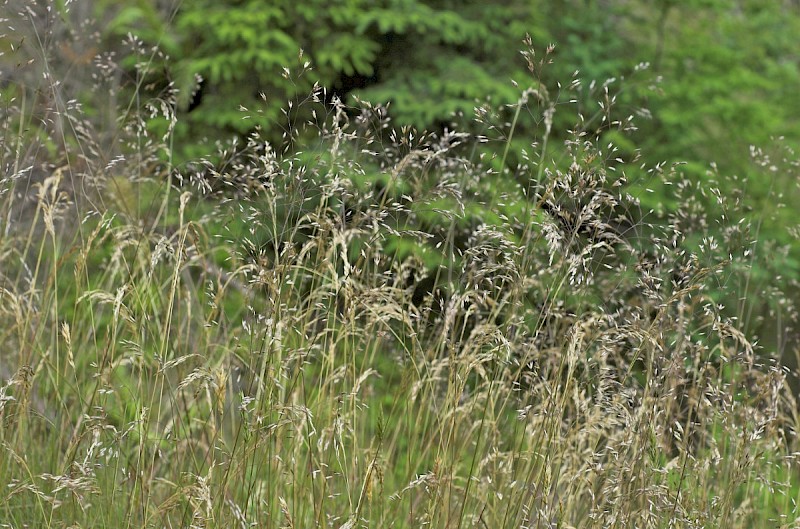 Deschampsia flexuosa - © Charles Hipkin