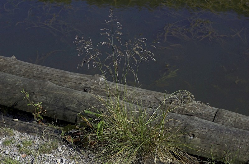 Deschampsia cespitosa - © Charles Hipkin