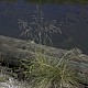 Deschampsia cespitosa