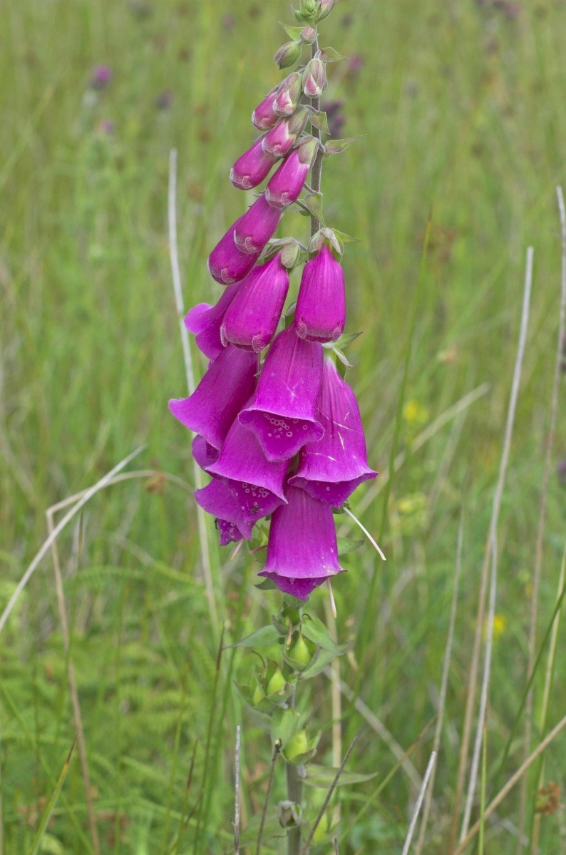 Digitalis purpurea - © Charles Hipkin