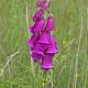 Digitalis purpurea