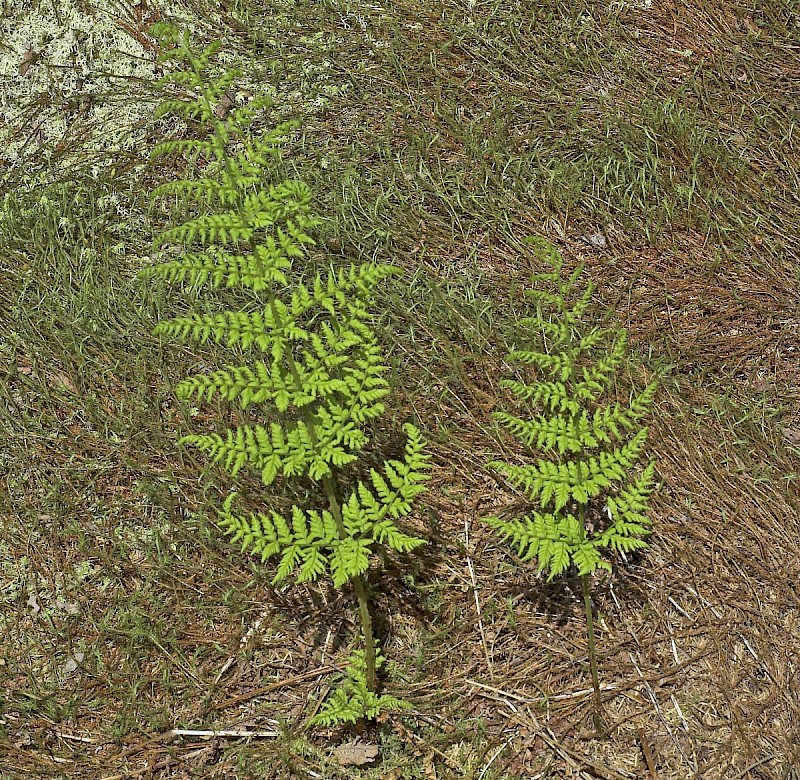 Dryopteris dilatata - © Charles Hipkin