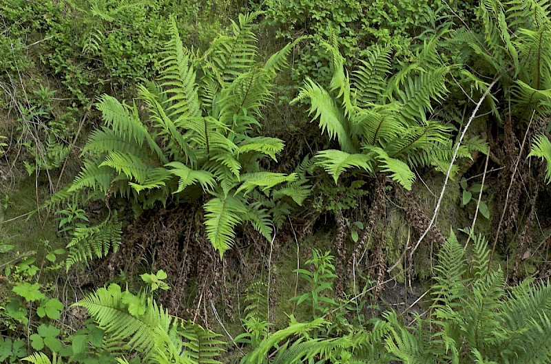 Dryopteris affinis - © Charles Hipkin