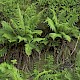 Dryopteris affinis