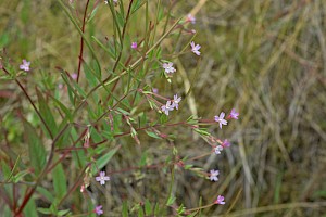 Epilobium ciliatum American Willowherb