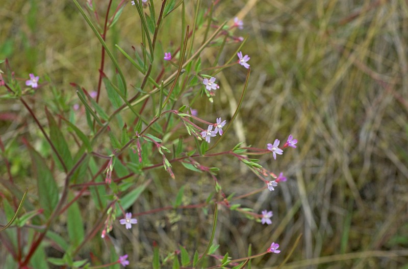 Epilobium ciliatum - © Charles Hipkin