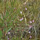 Epilobium ciliatum