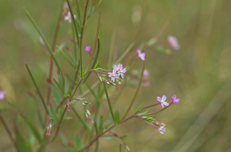 Epilobium ciliatum - © Charles Hipkin