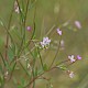 Epilobium ciliatum