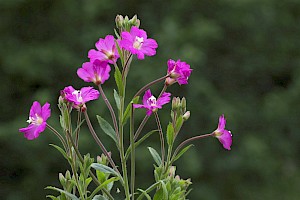 Epilobium hirsutum Great Willowherb