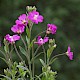 Epilobium hirsutum