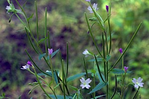 Epilobium montanum Broad-leaved Willowherb