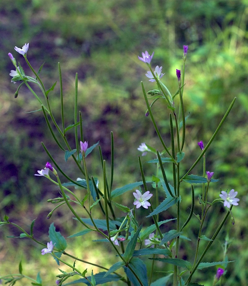 Epilobium montanum - © Charles Hipkin