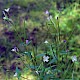 Epilobium montanum