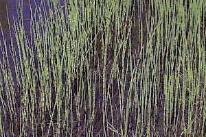 Equisetum fluviatile Water Horsetail