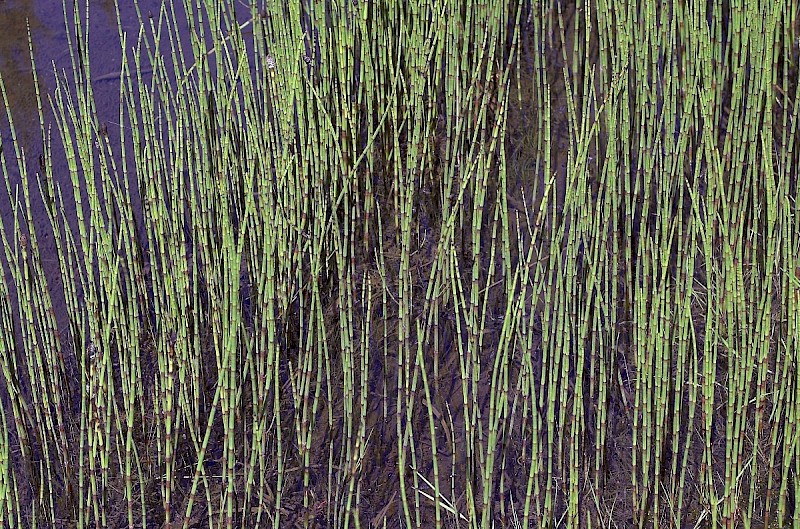 Equisetum fluviatile - © Charles Hipkin