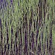 Equisetum fluviatile