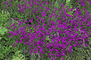 Erica cinerea Bell Heather