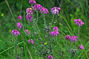 Erica tetralix Cross-leaved Heath