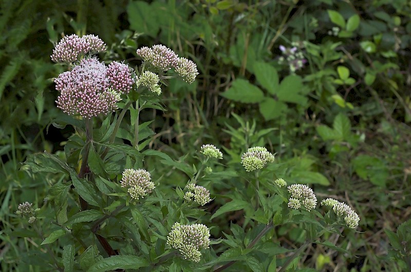 Eupatorium cannabinum - © Charles Hipkin