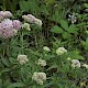 Eupatorium cannabinum