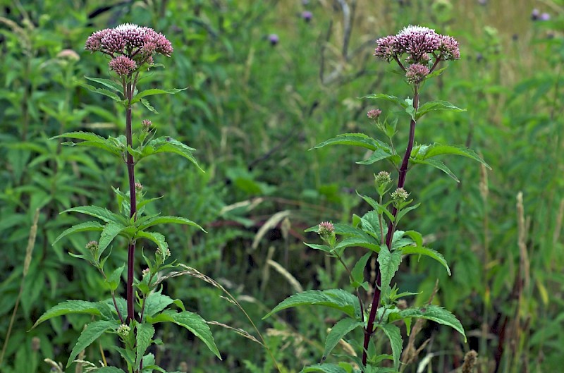 Eupatorium cannabinum - © Charles Hipkin