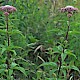 Eupatorium cannabinum