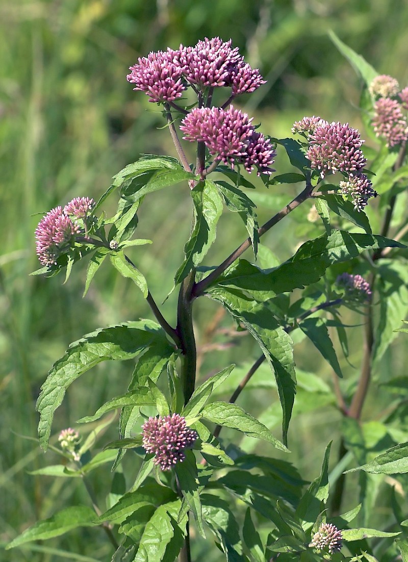 Eupatorium cannabinum - © Charles Hipkin