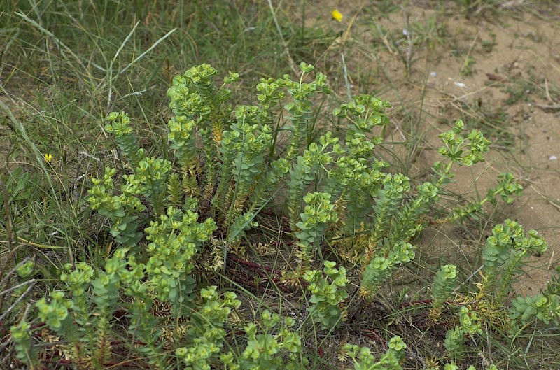 Euphorbia paralias - © Charles Hipkin