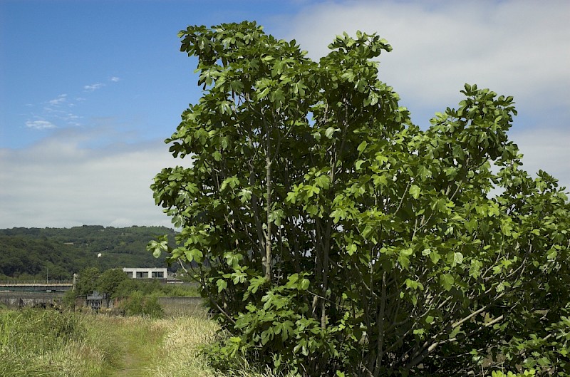 Ficus carica - © Charles Hipkin