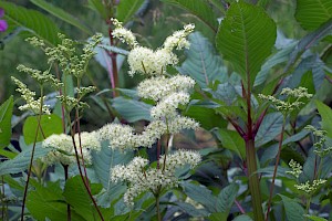 Filipendula ulmaria Meadowsweet