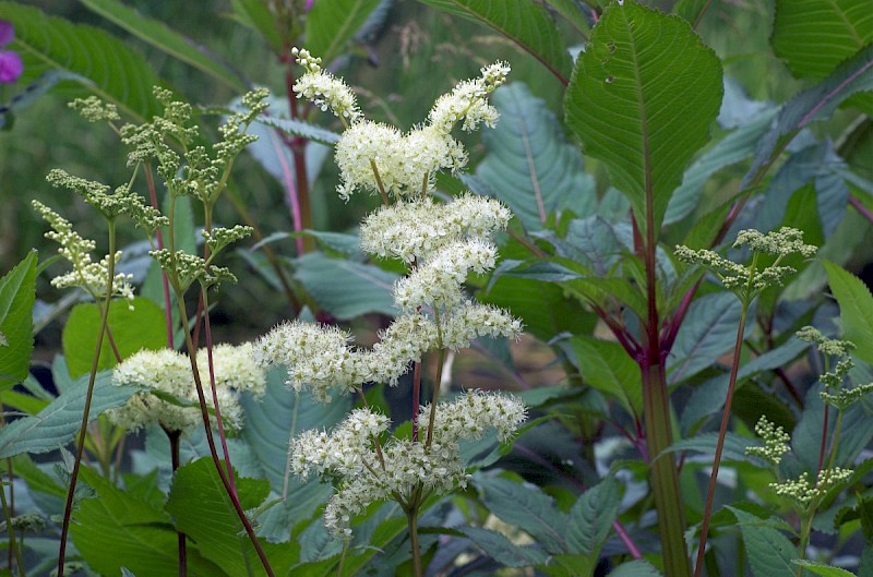 Filipendula ulmaria - © Charles Hipkin