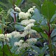 Filipendula ulmaria