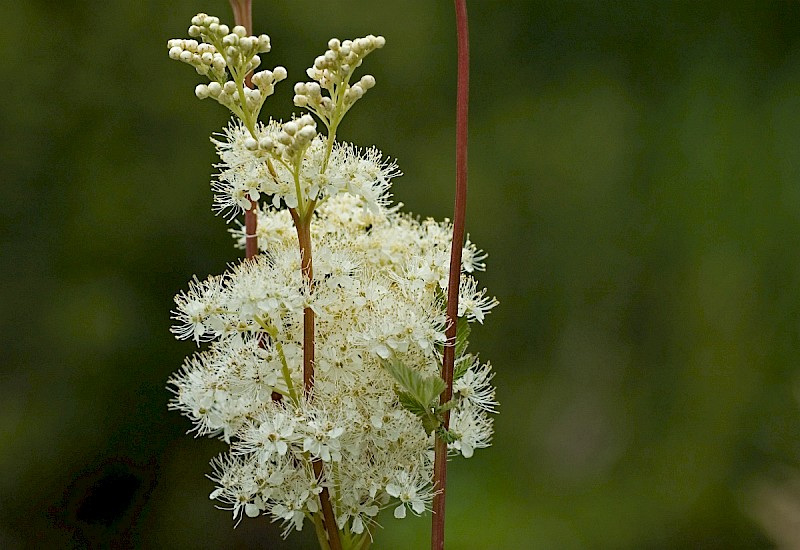 Filipendula ulmaria - © Charles Hipkin