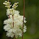 Filipendula ulmaria