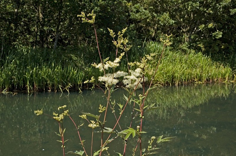 Filipendula ulmaria - © Charles Hipkin