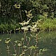 Filipendula ulmaria