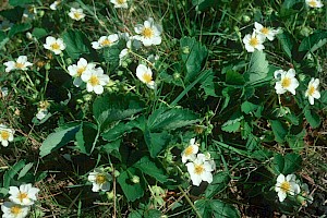 Fragaria ananassa Garden Strawberry