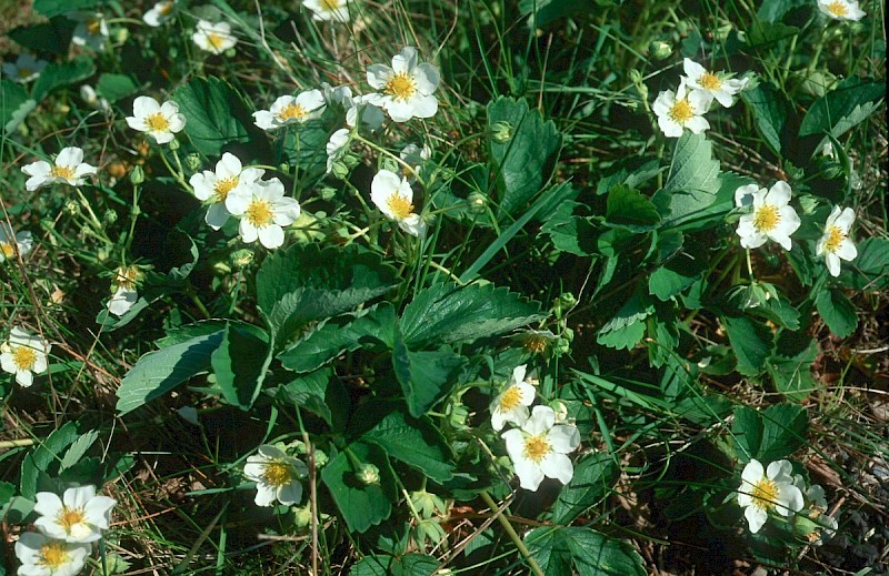 Fragaria ananassa - © Charles Hipkin