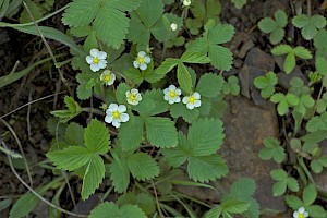 Fragaria vesca Wild Strawberry