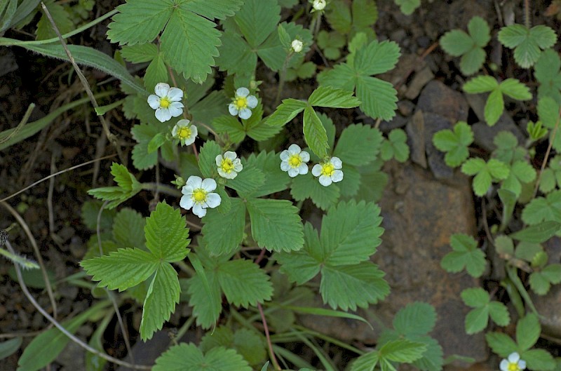 Fragaria vesca - © Charles Hipkin