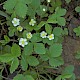 Fragaria vesca