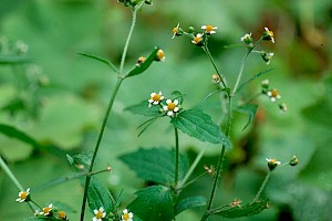 Galinsoga quadriradiata Shaggy Soldier