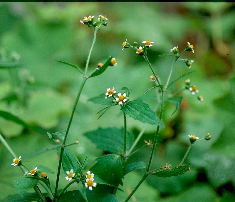 Galinsoga quadriradiata - © Charles Hipkin