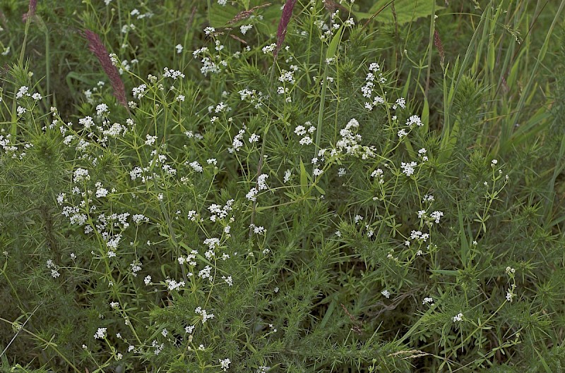 Galium palustre - © Charles Hipkin